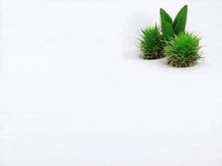 Cactus et feuilles sur fond blanc